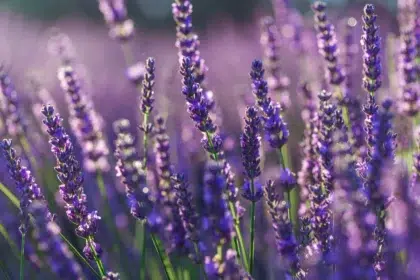 AdobeStock 217917176